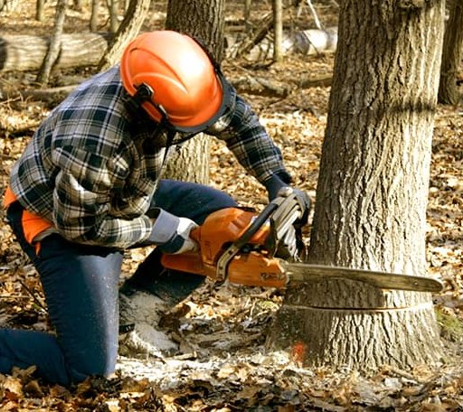 Tree Removal in Hamburg, MN